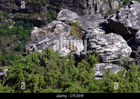 Rock Hyrax ruht an der Spitze auf den Tafelberg, Kapstadt Stockfoto