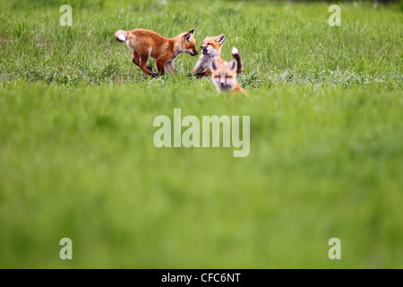 Kit-Fuchs (Vulpes Macrotis) im Feld, Saskatchewan, Kanada. Stockfoto