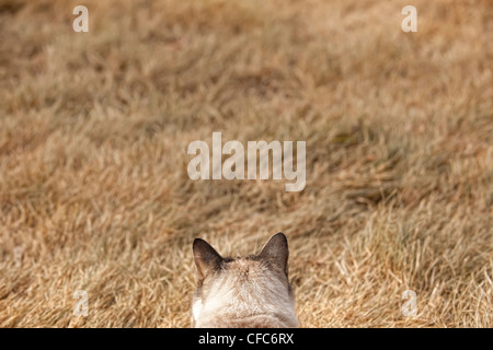 Hauskatze ((Felis catus), Yukon. Stockfoto