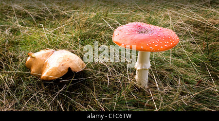 Pilze-Fliegenpilze Stockfoto
