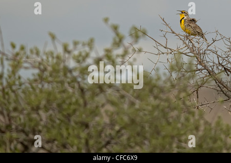 Western Meadowlark singen, Grasslands National Park, Saskatchewan. Stockfoto