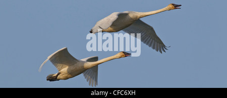 Trumpeter Schwäne (Cygnus Buccinator) fliegen über Tagish River, Yukon. Stockfoto