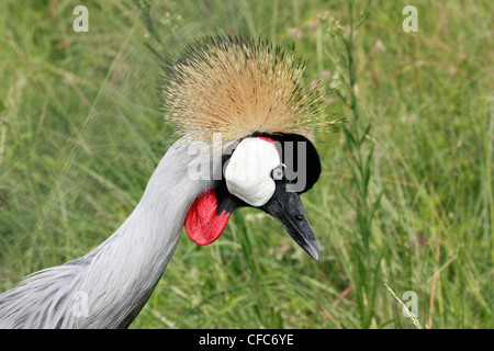 CRESTED KRAN Stockfoto