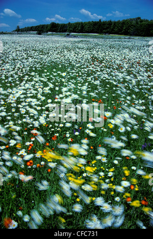 Bereich der Wildblumen im Wind, St. Honore, Beauce, Quebec, Kanada Stockfoto