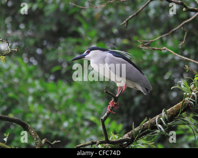 Schwarz-gekrönter Nachtreiher (Nycticorax Nycticorax) Stockfoto