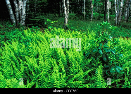 Wald im Frühjahr, Kingston, New Brunswick, Kanada Stockfoto