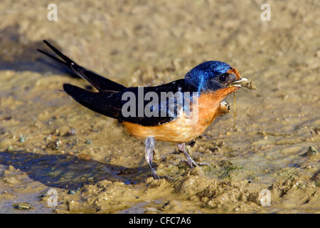 Erwachsenen Rauchschwalbe (Hirundo Rustica) sammeln Schlamm bauen ihr Nest, südliche Okanagan Valley, British Columbia, Kanada Stockfoto