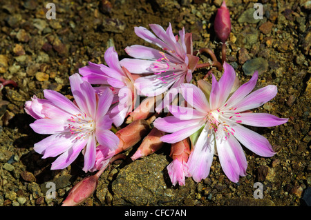 Bitterroot (Lewisia Rediviva), südliche Okanagan Valley, British Columbia Stockfoto