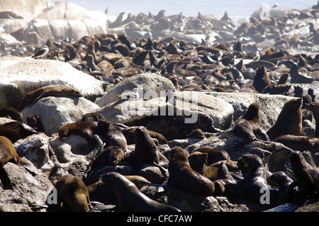 Bootsfahrt nach Seal Island, Cape Town, Südafrika Stockfoto