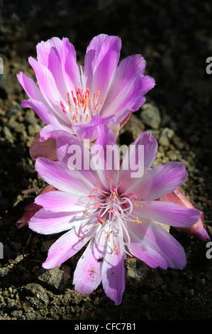 Bitterroot (Lewisia Rediviva), südliche Okanagan Valley, British Columbia Stockfoto