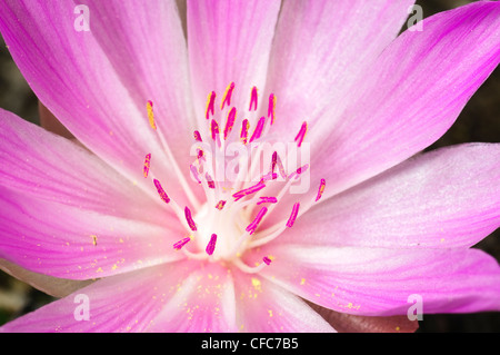 Bitterroot (Lewisia Rediviva), südliche Okanagan Valley, British Columbia Stockfoto