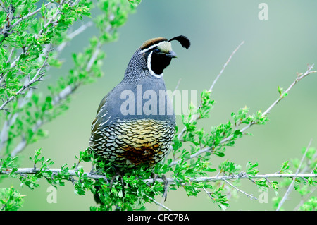 Erwachsene männliche Californiquail Callipeplcalifornica Stockfoto