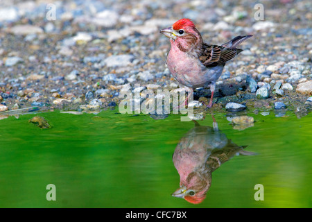 Erwachsenen Cassin Finch (Carpodacus Cassinii), trinken in eine Pfütze, südliche Okanagan Valley, British Columbia, Kanada Stockfoto