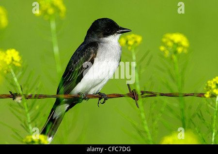 Östlichen Kingbird Tyrannus Tyrannus Jagd Stockfoto