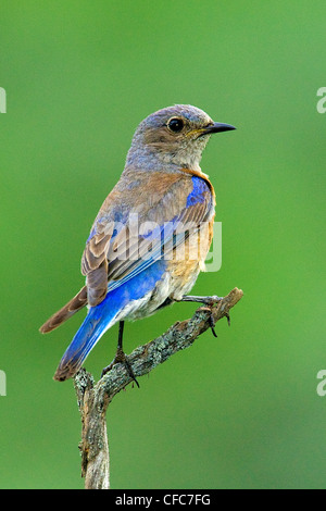 Weibliche westlichen Bluebird (Sialia Mexicana), südliche Okanagan Valley, British Columbia Stockfoto