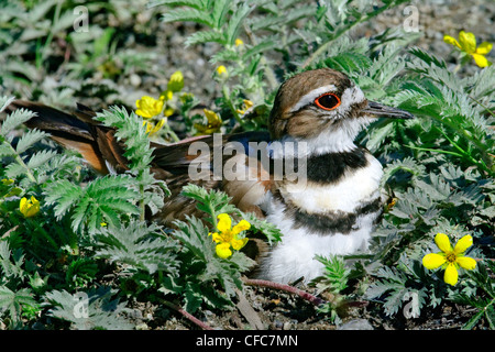 Killdeer (Charadrius Vociferus) Inkubation ein Gelege mit vier Eiern, südliche Okanagan Valley, British Columbia Stockfoto