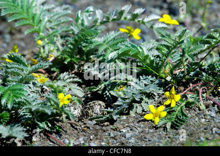 Killdeer (Charadrius Vociferus) nisten in einem Bett aus Silverweed (Potentilla heisses), südliche Okanagan Valley, British Columbia Stockfoto