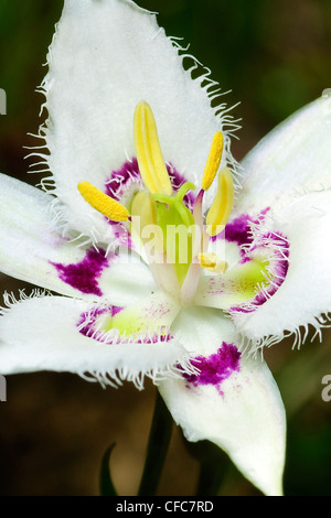 Lyall Mariposa Lily (Calochortus Lyallii), South Okanagan Grasland Protected Area, Britisch-Kolumbien, Kanada Stockfoto