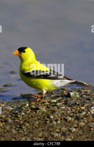 Männliche amerikanische Stieglitz (Zuchtjahr Tristis) trinken in einer temporären Pfütze, südliche Okanagan Valley, British Columbia Stockfoto