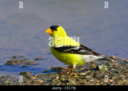 Erwachsenen amerikanischen Stieglitz (Zuchtjahr Tristis) trinken in eine temporäre Pfütze, südliche Okanagan Valley, British Columbia Stockfoto