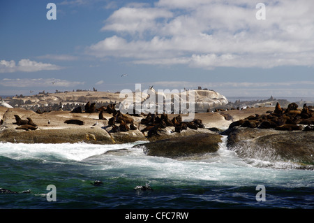 Bootsfahrt nach Seal Island, Cape Town, Südafrika Stockfoto