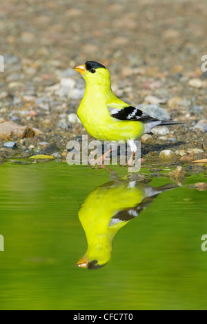 Männliche amerikanische Stieglitz (Zuchtjahr Tristis) trinken in einer temporären Pfütze, südliche Okanagan Valley, British Columbia Stockfoto