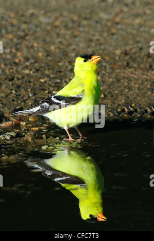 Männliche amerikanische Stieglitz (Zuchtjahr Tristis) trinken in einer temporären Pfütze, südliche Okanagan Valley, British Columbia Stockfoto