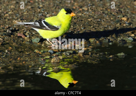 Männliche amerikanische Stieglitz (Zuchtjahr Tristis) trinken in einer temporären Pfütze, südliche Okanagan Valley, British Columbia Stockfoto