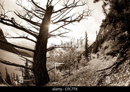 Ein Mountainbiker reitet Singletrails entlang Lake Minnewanka, Banff National Park, AB Stockfoto