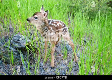 Neugeborenen Mule Deer Fawn (Odocoileus Hemionus) südliche Okanagan Valley, British Columbia Stockfoto