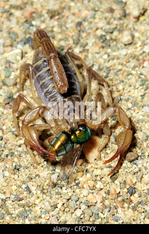 Nördlichen Skorpion (Paruroctonus Boreus) Essen eine Schmeißfliege, südliche Okanagan Valley, British Columbia Stockfoto