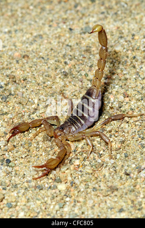 Nördlichen Skorpion (Paruroctonus Boreus) in Abwehrhaltung, südliche Okanagan Valley, British Columbia Stockfoto