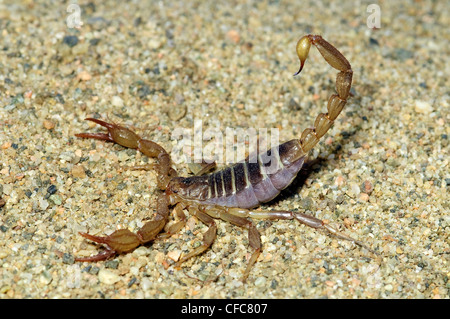 Nördlichen Skorpion (Paruroctonus Boreus) in Abwehrhaltung, südliche Okanagan Valley, British Columbia Stockfoto