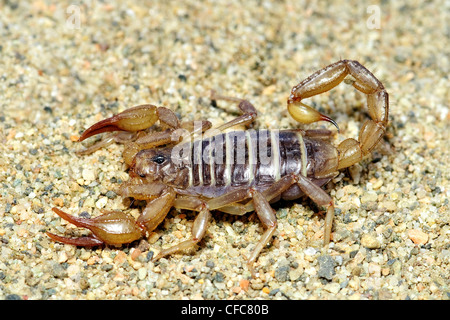 Nördlichen Skorpion (Paruroctonus Boreus), südliche Okanagan Valley, British Columbia Stockfoto