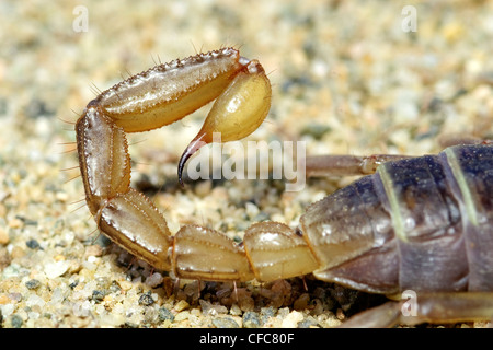 Nördlichen Skorpion (Paruroctonus Boreus) Telson (Tail Stinger) Closeup, südliche Okanagan Valley, British Columbia Stockfoto