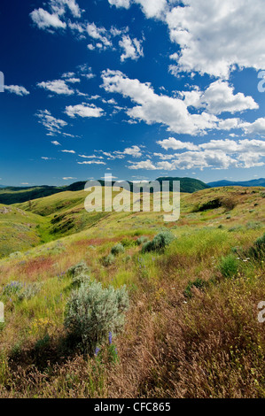 South Okanagan Grasland Protected Area, südliche Okanagan Valley, British Columbia Stockfoto