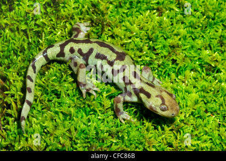 Erwachsene Tiger Salamander (Z.B. Tigrinum), Okanagan Valley, südlichen British Columbia, Kanada Stockfoto