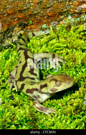 Erwachsene Tiger Salamander (Z.B. Tigrinum), Okanagan Valley, südlichen British Columbia, Kanada Stockfoto