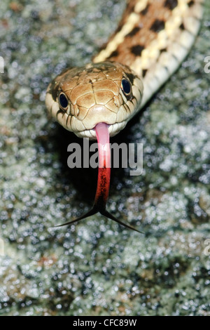 Western (Wandern) Garter Snake (Thamnophis Elegans), südliche Okanagan Valley, British Columbia Stockfoto