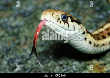 Western (Wandern) Garter Snake (Thamnophis Elegans), südliche Okanagan Valley, British Columbia Stockfoto