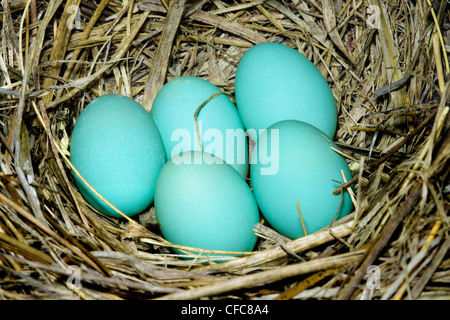 Westlichen Bluebird Nest (Sialia Mexicana), südliche Okanagan Valley, British Columbia Stockfoto