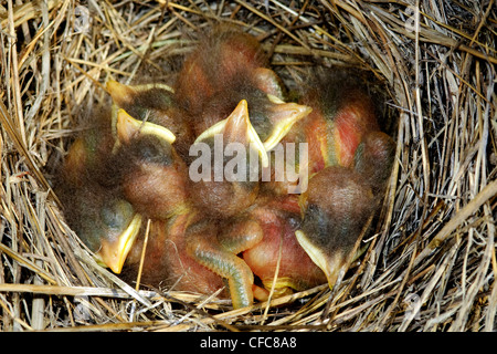 Westlichen Bluebird Nestlinge (Sialia Mexicana), südliche Okanagan Valley, British Columbia Stockfoto