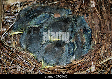 Westlichen Bluebird Nestlinge (Sialia Mexicana), südliche Okanagan Valley, British Columbia Stockfoto