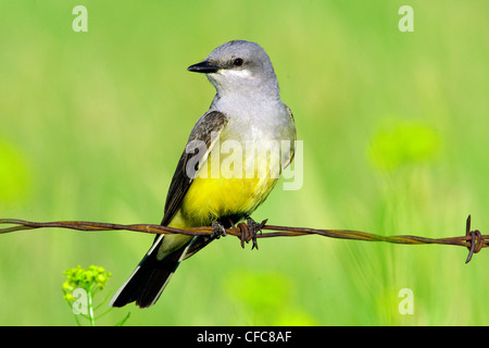 westlichen Kingbird Tyrannus Verticalis Jagd Stockfoto