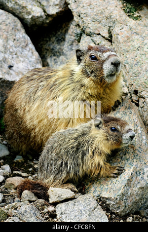 Bauche Murmeltiere (Marmota Caligata) Erwachsene und Jugendliche, südliche Okanagan Valley, British Columbia Stockfoto