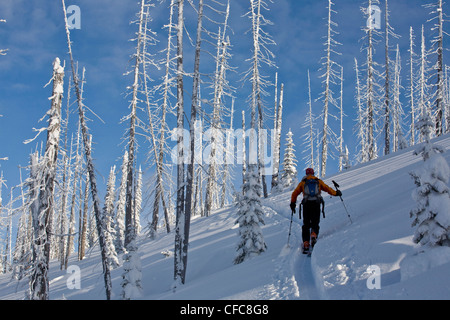 Ein Mann Splitboarding in Revelstoke Backcountry, BC Stockfoto