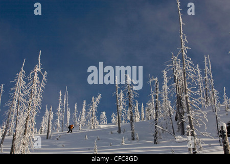 Ein Mann Splitboarding in Revelstoke Backcountry, BC Stockfoto