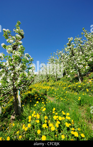 Zeile der Apfelbäume in Blüte, Eppan, Meran, Südtirol, Italien, Europa Stockfoto