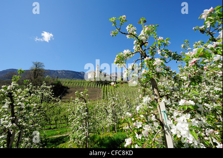 Zeilen der Apfelbäume in Blüte und Dorf mit Kirche im Hintergrund, Eppan, Meran, Südtirol, Italien, Europa Stockfoto