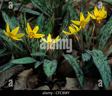 Forellen-Lilien. Die Addierer-Zunge. (Erythronium Americanum) Mississauga, Ontario Stockfoto